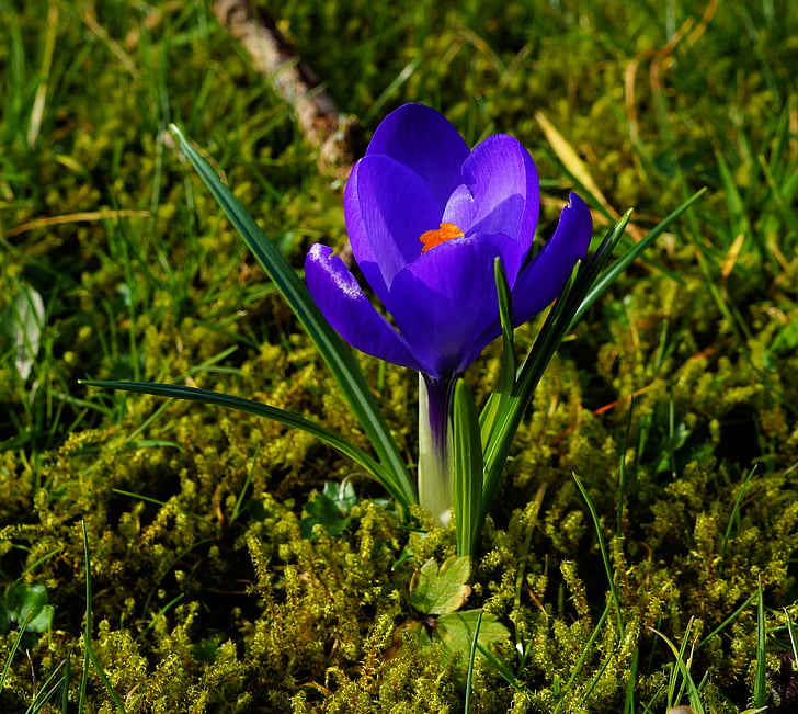 krokus, Tuin, lente, blauw, bloem, plant, Blossom
