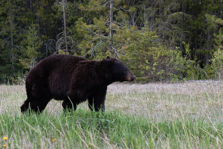 čierny medveď, lúka, divoké, voľne žijúcich živočíchov, vonku, Príroda, Predator