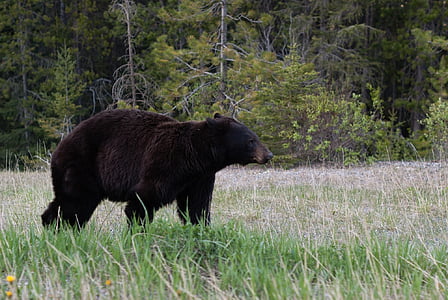 black bear, meadow, wild, wildlife, outdoors, nature, predator