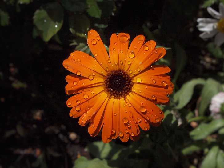 orange color, flowers, chrysanthemum, green, rain, drop of water, cute