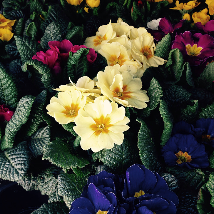 Primula, gėlės, pavasarį, Velykų, geltona, Raktažolės