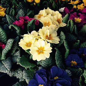 Primula, Blumen, Frühling, Ostern, gelb, Schlüsselblume