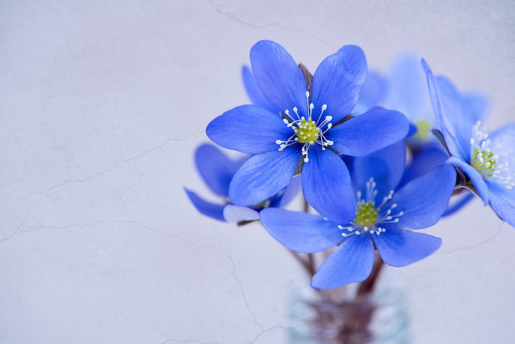 kvety, lístkov, Hepatica, modrá, Modrý kvet, jarné kvety, skoro kvitnúce