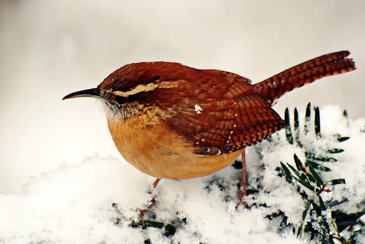 πουλί, Χειμώνας, άγρια φύση, φύση, χιόνι, σε εξωτερικούς χώρους, κρύο
