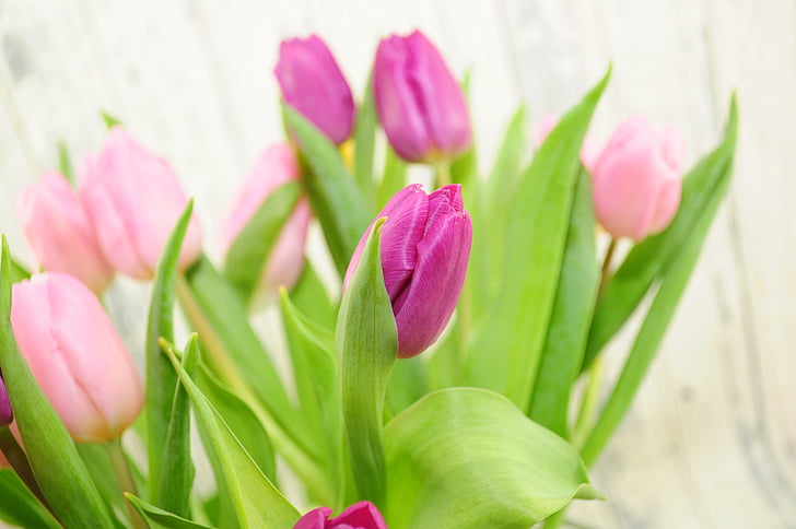 tulipanes, púrpura, flores, primavera, flor de primavera, rosa, flor