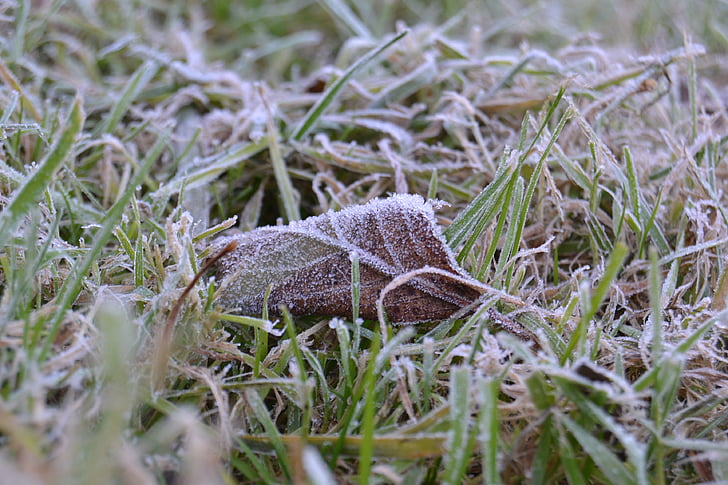 sheet, frost, icing, grass, close-up, nature