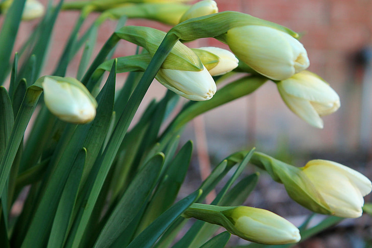 Daffodil, flor, fresc, verd, jove, flor, primavera