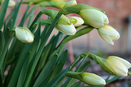 Narcis, cvatu, svježe, zelena, Mladi, cvijet, proljeće