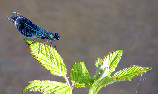 dragonfly, demoiselle, insect, nature, green, sun, spring