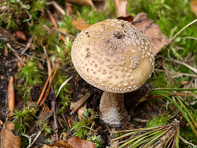 mushroom, forest, nature, mushroom picking, toxic, autumn