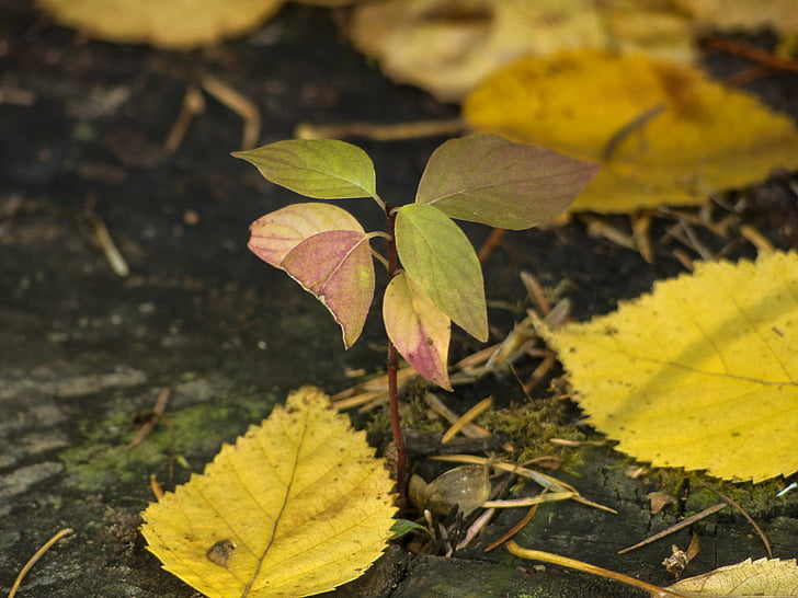 løv, gul, blade, efterår, falder, natur, Birk