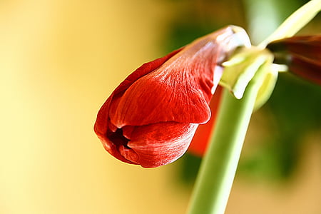 amaryllis, flower, blossom, bloom, red