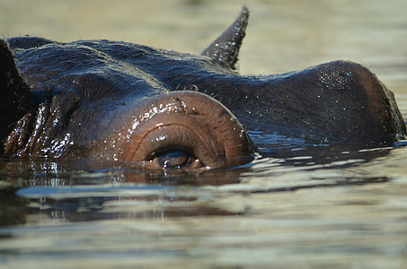 hipopótamo, jardim zoológico, visor grande submerso, permanecer à tona, animal, vida selvagem, natureza