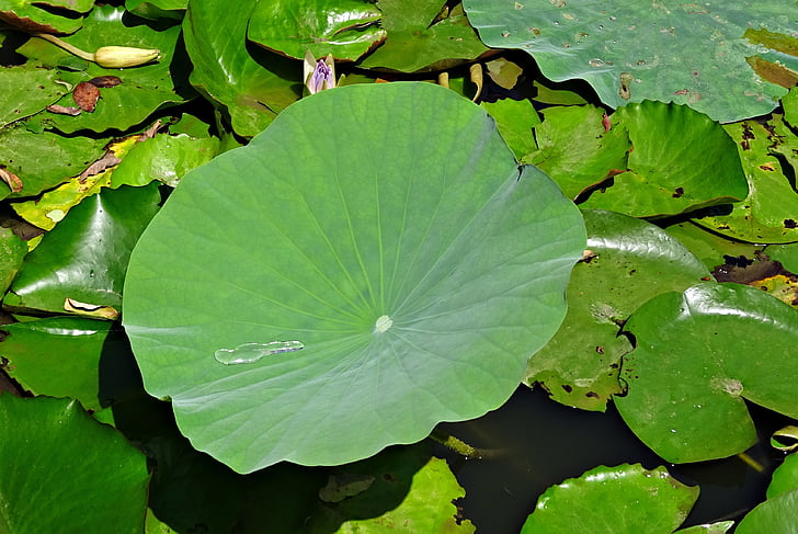 liść lotosu, kropla wody, kropla, zielony, liść, wodnych, roślina