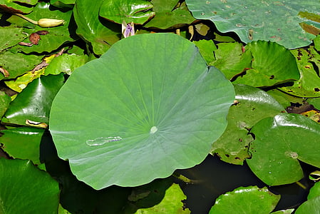 feuille de Lotus, goutte d’eau, gouttelette, vert, feuille, aquatique, plante