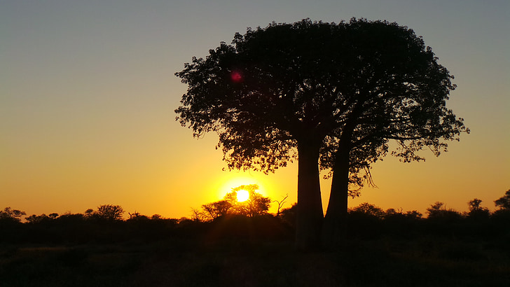 Закат, Африка, дерево, Лимпопо
