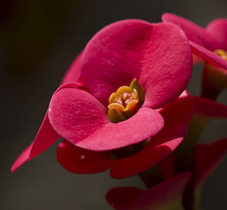 red flower, nysselig, thorn, christ, plant, corona, euphorbia milii