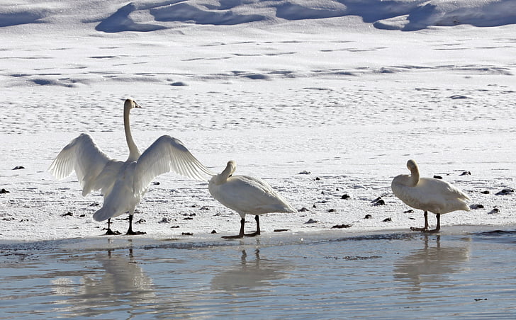 trumpeter swans, winter, park, water, lake, snow, birds
