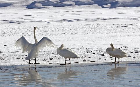 cisnes trompeteros, invierno, Parque, agua, Lago, nieve, aves