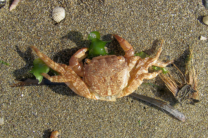 sea, crab, beach