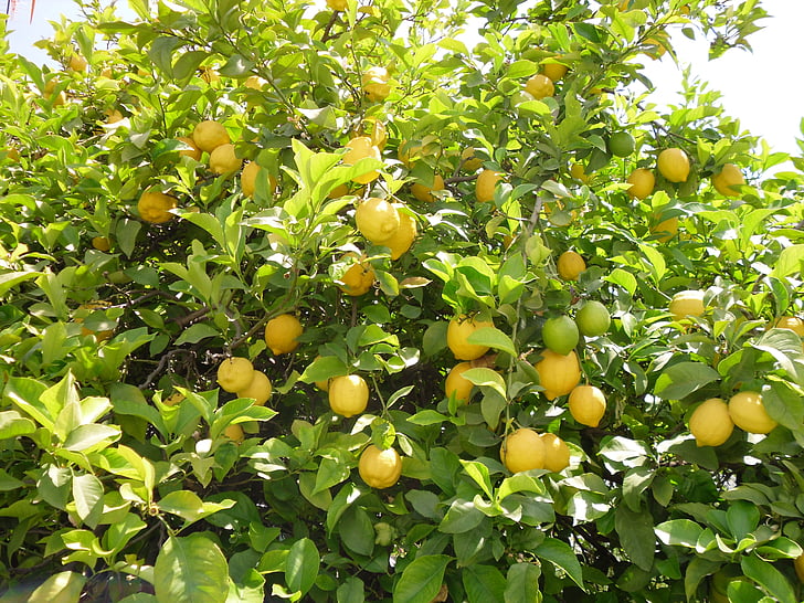 Lemon tree, træ, citron, natur, gul, frugt, mad