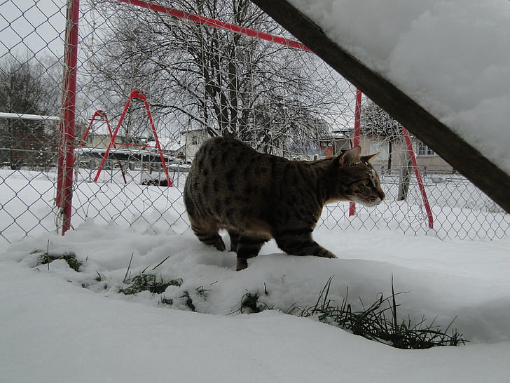 Savannah mèo, con mèo, mèo rừng, hoang dã, động vật ăn thịt, động vật, tuyết