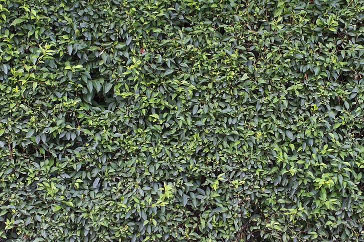 parete, verde, foglie, foglio, giardino, la struttura della, Flora