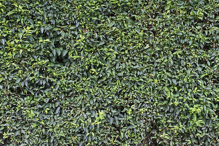 paret, verd, fulles, Full, jardí, l'estructura de la, flora