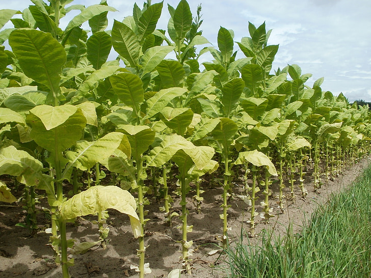 tabac, camp, fulles, plantació, l'agricultura, granja, creixent