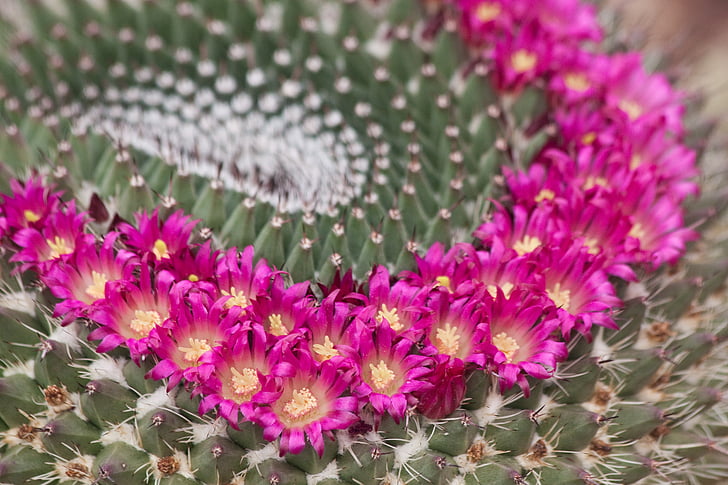 Cactus, Bloom, lussureggiante, rosa, anulare, natura, Flora