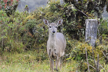 チンガサの páramo の鹿, クンディナマルカ, コロンビア