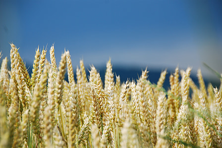 nisu, nisu väli, teravilja, Viljapõllu, valgustus, Ilm meeleolu, maastik