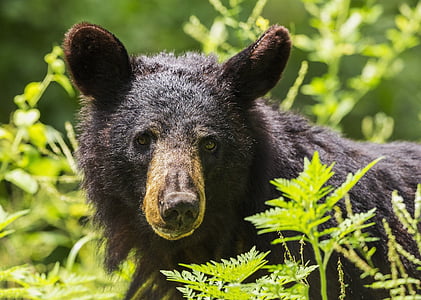 black bear, adult, portrait, wildlife, nature, looking up, wilderness
