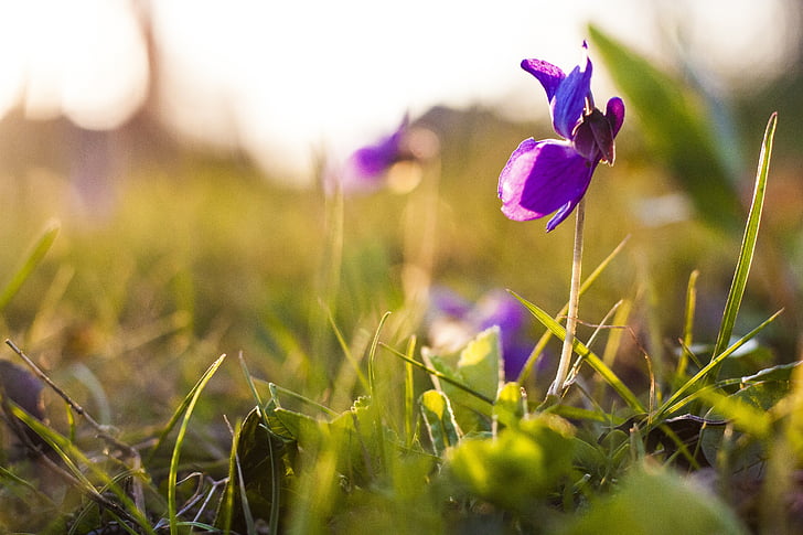 flower, spring, green, purple, nature, bloom, blossom