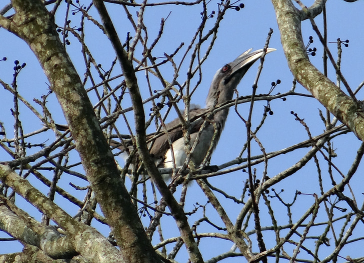 Indický šedá hornbill, ocyceros birostris, vták, Karnataka, India