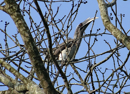 Indian hornbill gri, ocyceros birostris, pasăre, Karnataka, India