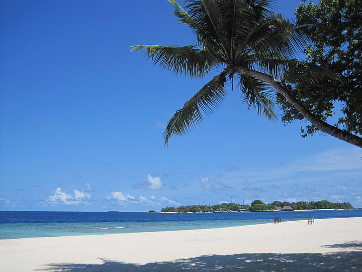 bandos, maldives, beach, palm, island, holiday, sun