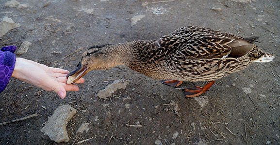 duck, wild, feeding, water bird, pond, mallard duck