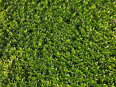 satsuki, grass, leaf, green, flower bed, bill, valley