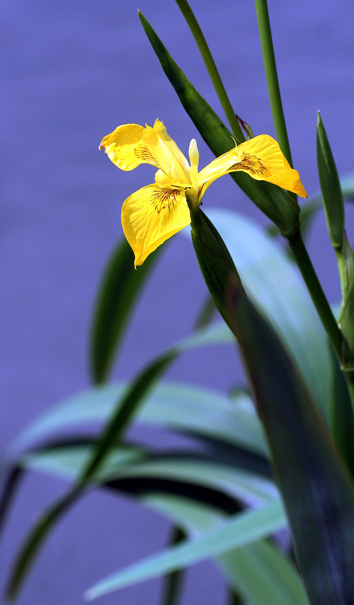 Iris, Marsh, amarillo, vegetación, pétalos de, flor amarilla, Río