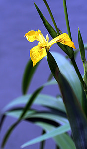 Iris, močvara, žuta, vegetacije, latice, Žuti cvijet, Rijeka