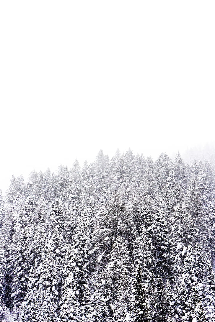neu, l'hivern, blanc, fred, temps, gel, arbres