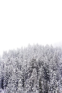 śnieg, zimowe, biały, zimno, Pogoda, lód, drzewa