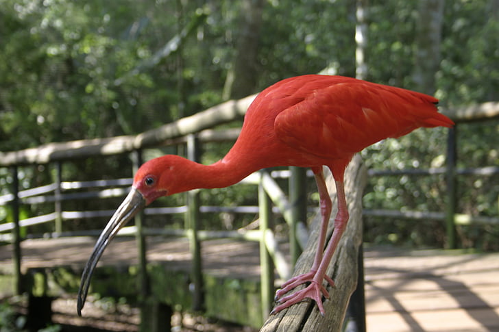 Ibis, vaaleanpunainen, Linnut, Luonto, Coral
