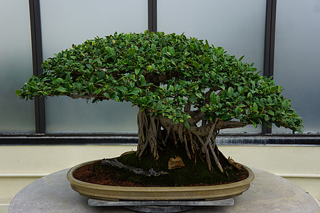 plant, small, tree, bonsai, potted, green, nature