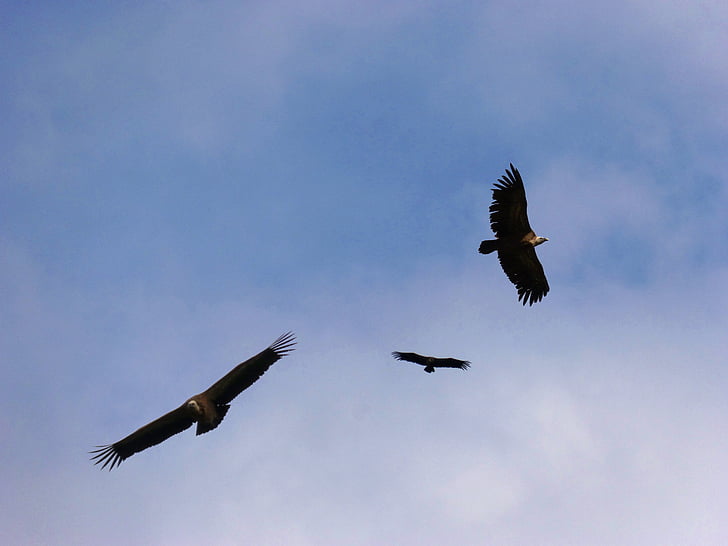 Vultures, langit, terbang, penerbangan, fauna, burung, Hering