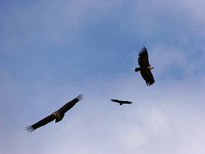 鹰, 天空, 飞, 飞行, 动物群, 鸟类, 兀鹫