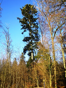 verd, bosc, blau cel, arbre, ambient, fusta, estat d'ànim