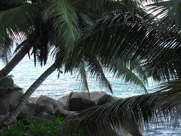 Seychellerna, La digue, havet, ön, Indiska oceanen, palmer, stranden