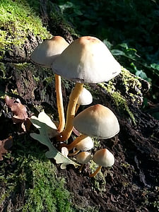 mushroom, autumn, clingendael, fungus, nature, forest, food